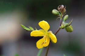 白花菜子（白花菜子外敷配伍）