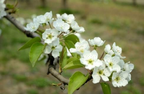 梨花的花期：花期短,梨花相当好看 梨花花期有多长