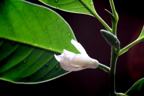 黄桷兰的养殖方法与注意事项:温度适宜可花开不绝