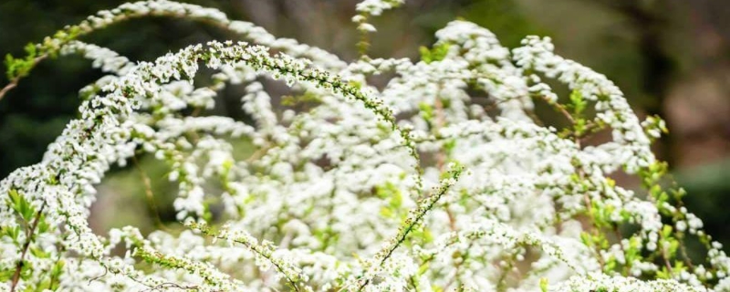 雪柳如何生根（雪柳干枝怎么生根）