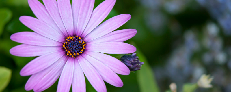 紫雏菊的花语是什么（紫色雏菊的花语是什么?）