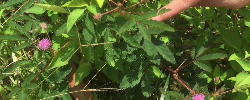 夜来香和含羞草哪个不能用手碰（夜来香和含羞草哪个不能用手碰的）