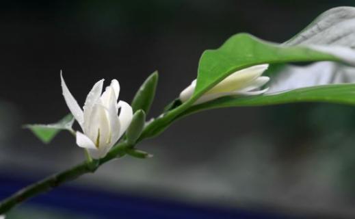 黄桷兰的养殖方法与注意事项 黄桷兰的养殖方法与注意事项