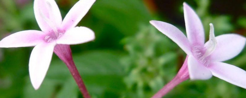 繁星花怎么插枝（繁星花开花后怎么修剪）