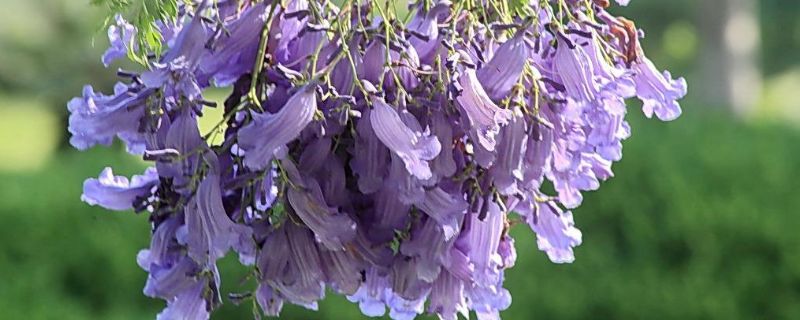 蓝花楹适合在哪里种植（蓝花楹种植条件）