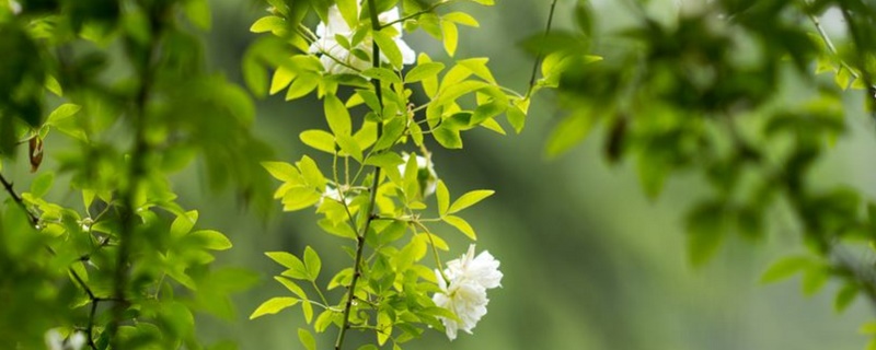 木香花和蔷薇花的区别（木香花和蔷薇有什么区别）