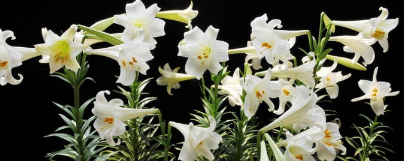 百合花是不是开一次花就死了（百合花死了还会再开吗）