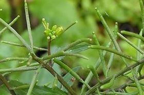 蔊菜（蔊菜图片 功效与作用）