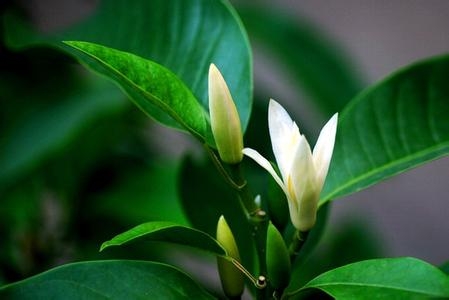 黄桷兰的养殖方法与注意事项 黄桷兰的养殖方法与注意事项