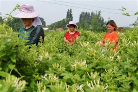 金银花茶怎么做，四个步骤简单完成（金银花茶怎么做?）