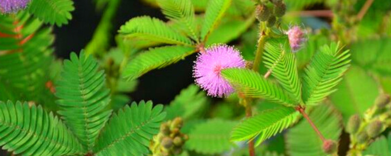 含羞草种子的种植方法和时间 含羞草种子种植方法步骤