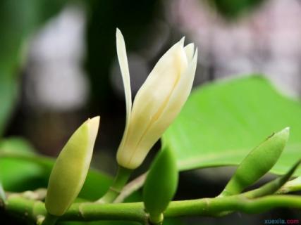 黄桷兰的养殖方法与注意事项 黄桷兰的养殖方法与注意事项