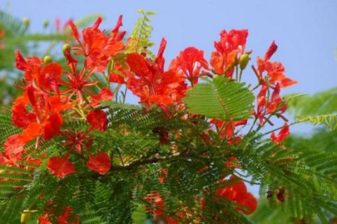 金凤花的功效与作用,可有观赏以及药用价值