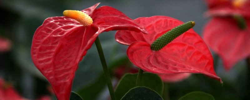 火鹤花怎么繁殖（火鹤花怎样繁殖）