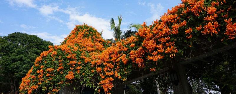 炮仗花几年开花（炮仗花一年开几次花）