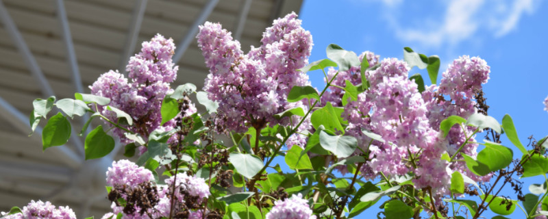 八瓣丁香花的含义（八瓣丁香花是象征什么）