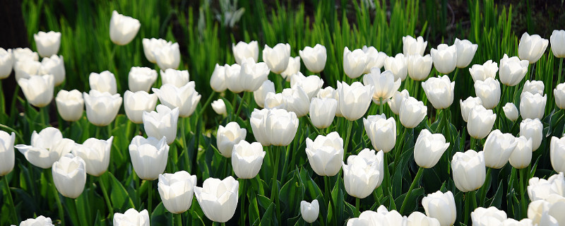 白色郁金香花语是什么意思 九朵白色郁金香花语是什么意思