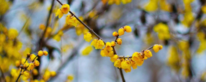 梅花有黄色的吗 黄色梅花是什么梅花