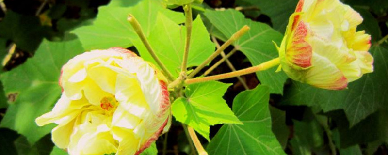 芙蓉花图片有几种 芙蓉花的图片和简介