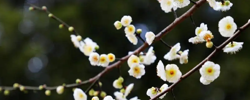 绿梅花的花语和寓意（绿色梅花的寓意）