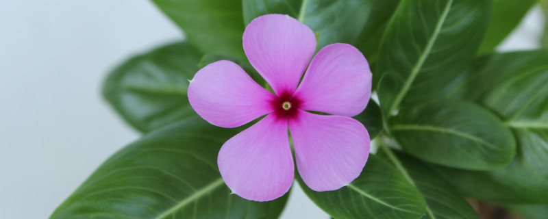 长春花的寓意和象征（长春花的寓意和花语）