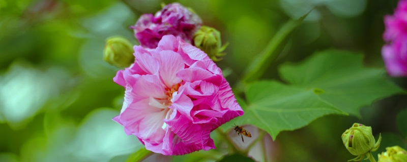 芙蓉花一年开几次花（芙蓉花一年开几次花什么时间开）