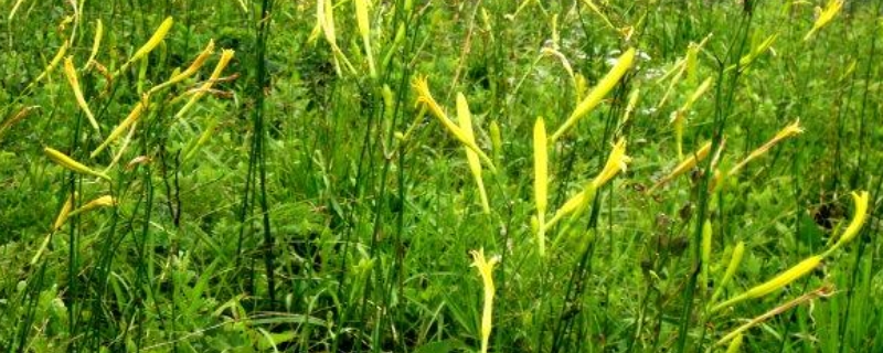 黄花菜种植时间是几月份（黄花菜苗几月份种植）