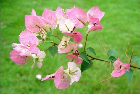 叶子花落叶怎么办 叶子花落叶怎么处理