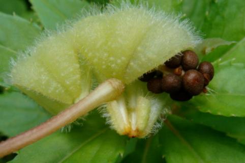 凤仙花花的种子是怎么传播的