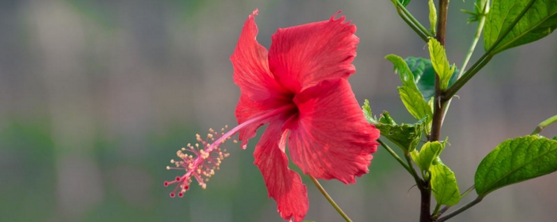 扶桑花花语（扶桑花的花语是什么象征）