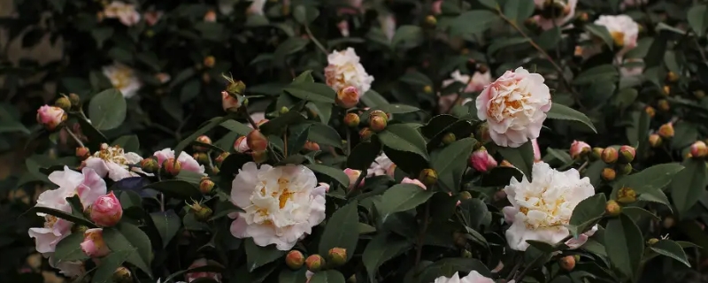 茶花一年开花几次（四季红茶花一年开花几次）