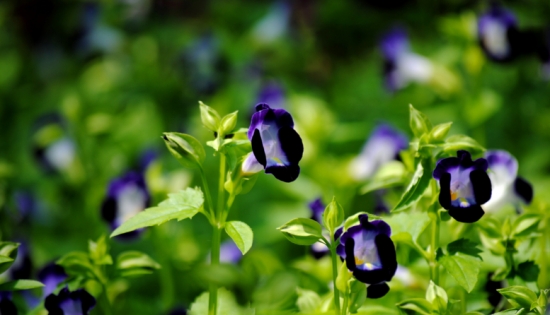 夏天哪些花不能多浇水：7种常见花介绍