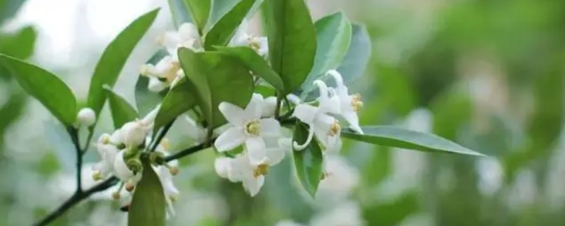 橙花瑞香为什么难养（橙花瑞香养殖技术）