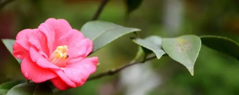 山茶花寓意及花语（山茶花的花语和寓意及图片）