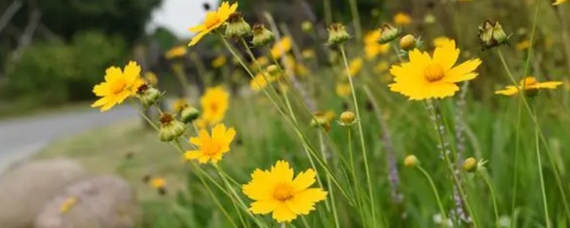 黄色菊花可以放家里吗 黄色菊花可以摆在家里吗