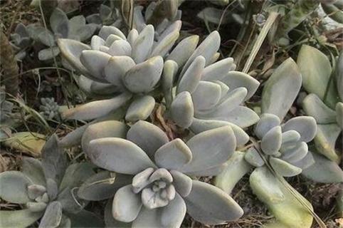 石莲花有毒吗，无毒可放心盆栽养护 石莲花有毒吗,无毒可放心盆栽养护吗