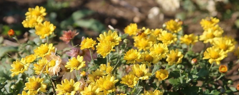 菊花十一月份能栽活吗（十月份还能种菊花吗）