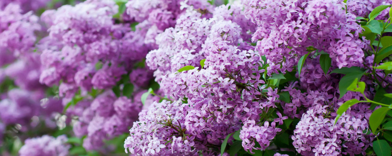 丁香花的花语和传说（丁香花花语和传说是什么）