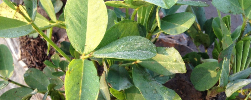 7月份还能种花生吗 7月份种花生晚吗