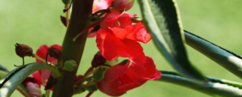 凤仙花的茎是怎么生长的（凤仙花的茎是什么茎生长的）