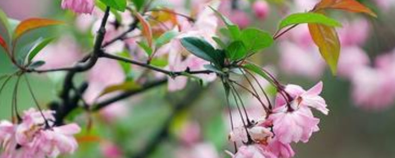 海棠花有几种品种（海棠花分哪几个品种）