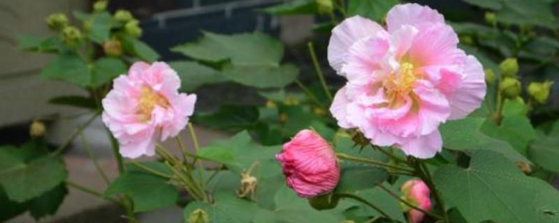 芙蓉花花苞没开就蔫了怎么办（芙蓉花苞没开就干枯烂掉了是什么原因?）