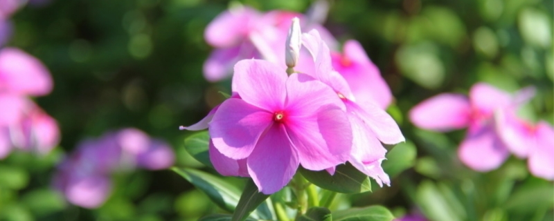 长春花叶子打卷萎蔫怎么办（长春花叶子打蔫儿了该怎么办）