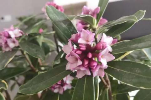 瑞香花怎么养