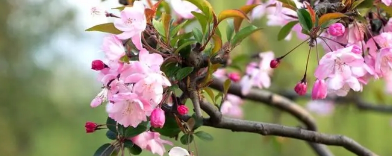 海棠花花语象征与寓意 海棠花花的寓意