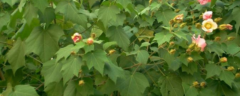 芙蓉花叶怎样生根 怎样能让芙蓉花叶片生根发芽