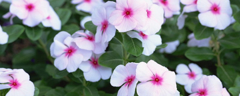 长春花种子在哪 长春花种子在哪长着