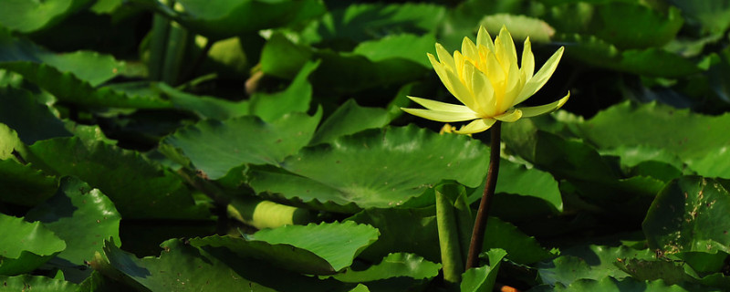 黄金莲蓬莲花寓意是什么