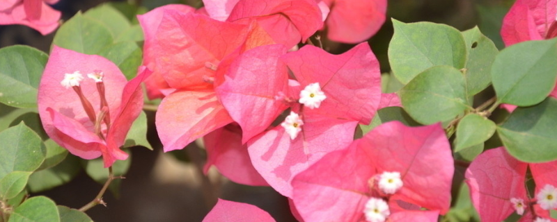 叶子花怎么种植 叶子花怎么种植小木槿