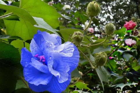 芙蓉花一年开几次花